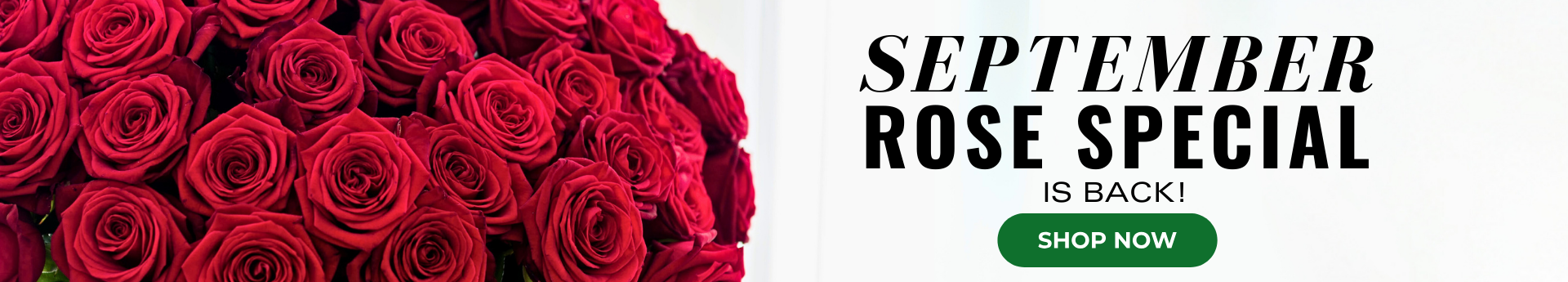 Premium Roses delivered in DC, Maryland, and Virginia